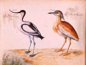 Avocet and Squacco Heron by Leonhard Baldner