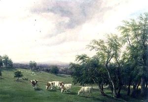 Cattle Grazing in Parkland