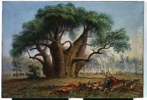 Gouty stem tree, Adansonia Gregorii, 58 feet circumference, near a creek south-east of Stokes Range, Victoria River