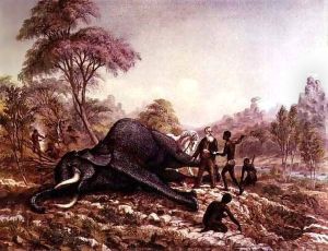 Dead Elephant