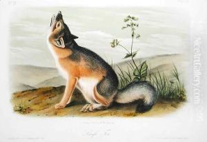 Swift Fox, plate 52 from 'Quadrupeds of North America'