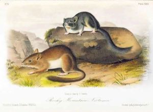 Rocky Mountain Neotoma