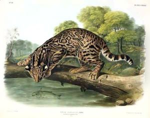 Felis Pardalis (Ocelot or Leopard-Cat) by John Woodhouse Audubon