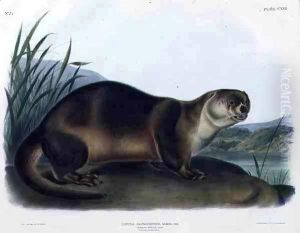Lutra Canadensis or Lataxina Mollis (Canada Otter)