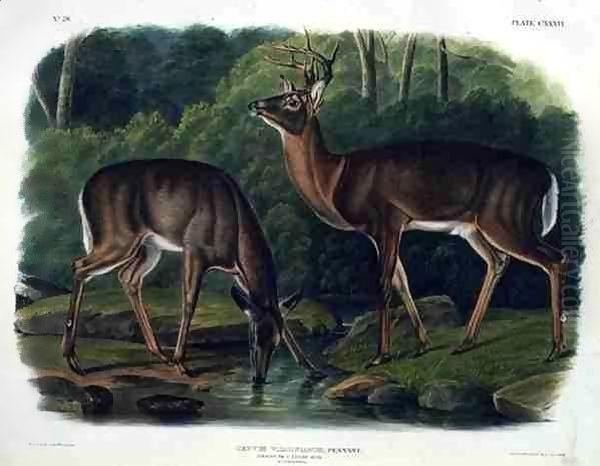 Cervus Virginianus (Common or Virginian Deer) - view 1