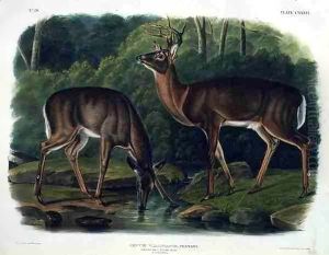 Cervus Virginianus (Common or Virginian Deer)