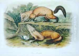 Pine Marten, plate 138 from 'Quadrupeds of North America' Pine Marten, plate 138 from 'Quadrupeds of North America'