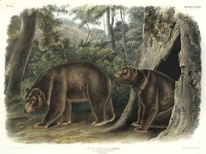 Ursus Americanus, var Cinnamonum (Cinnamon Bear) by John Woodhouse Audubon