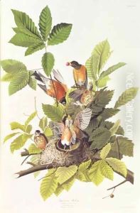 Turdus migratorius (American Robin) one male, two females and young