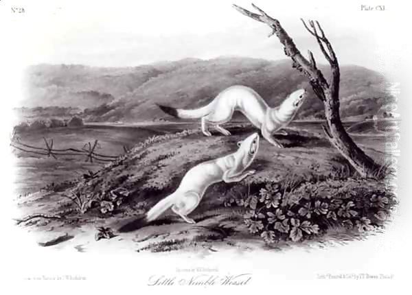Little Nimble Weasel - view 1