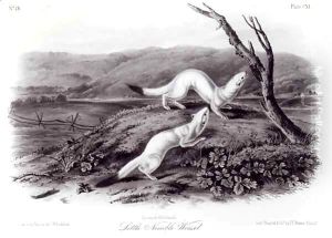 Little Nimble Weasel by John Woodhouse Audubon