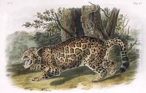 The Jaguar by John Woodhouse Audubon