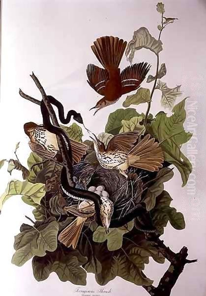 Ferruginous Thrush, from 'Birds of America' - view 1