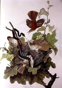 Ferruginous Thrush, from 'Birds of America' by John James Audubon