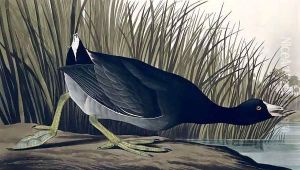 American Coot, from 'Birds of America' by John James Audubon