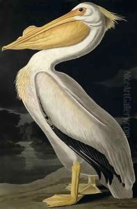 American White Pelican, from 'Birds of America'