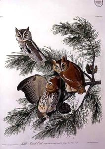 Little Screech Owl, from 'Birds of America' by John James Audubon