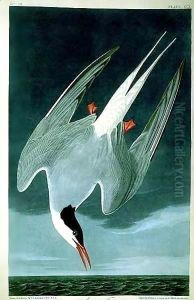 Arctic Tern, from 'Birds of America'
