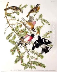 Rose-breasted Grosbeak, from 'Birds of America' by John James Audubon