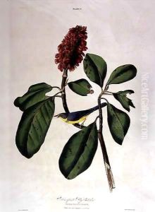 Bonaparte Fly Catcher, from 'Birds of America' by John James Audubon