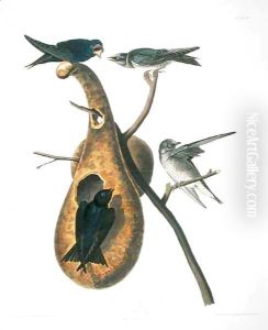 Purple Martin, from 'Birds of America' by John James Audubon