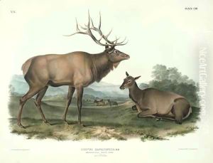 Cervus Canadensis (American Elk, Wapiti Deer)