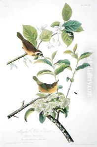 Maryland Yellow Throat, from 'Birds of America' by John James Audubon