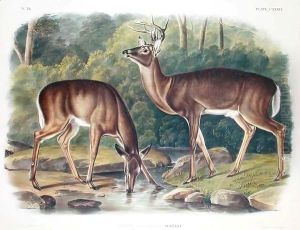 Common or Virginia Deer by John James Audubon