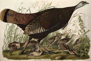 Great American Hen and Young, from 'Birds of America' by John James Audubon