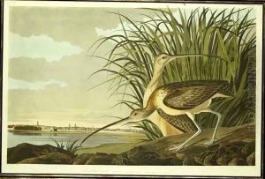 Male and Female Long Billed Curlew (Numenius Americanus) with the City of Charleston behind by John James Audubon
