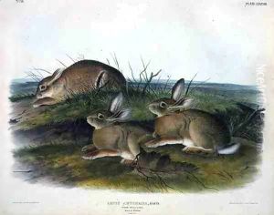 Lepus Artemesia (Worm Wood Hare) by John James Audubon