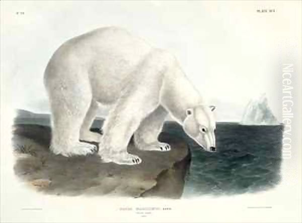 Ursus Maritimus (Polar Bear) - view 1