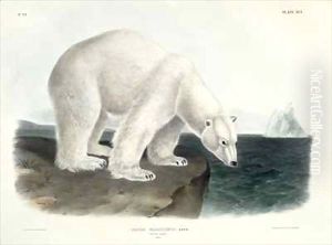 Ursus Maritimus (Polar Bear) by John James Audubon