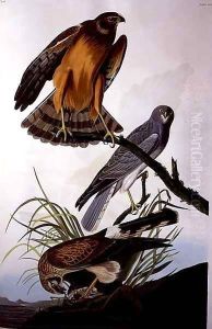 Northern Harrier (Marsh Hawk), from 'Birds of America' by John James Audubon