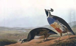 Californian Partridge, from 'Birds of America' by John James Audubon