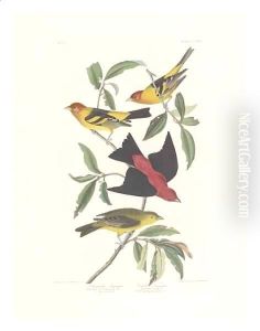 Louisiana Tanager, Scarlet Tanager by John James Audubon