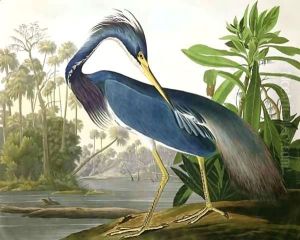 Louisiana Heron, from 'Birds of America'