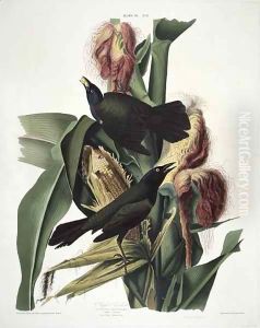 The Purple Grackle, from 'Birds of America' by John James Audubon