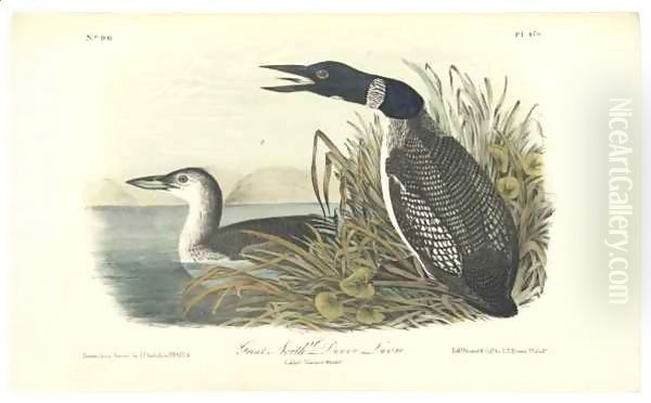 Great North Diver Loon - view 1
