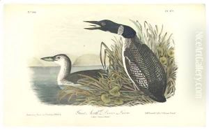 Great North Diver Loon by John James Audubon