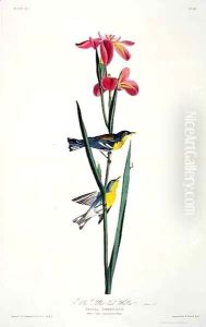 Blue Yellow-back Warbler, from 'Birds of America' by John James Audubon