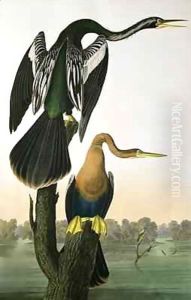 Black-Billed Darter, from 'Birds of America' by John James Audubon