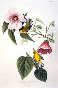 Blue Winged Yellow Warbler, from 'Birds of America' by John James Audubon