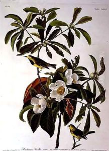 Bachman's Warbler, from 'Birds of America' by John James Audubon