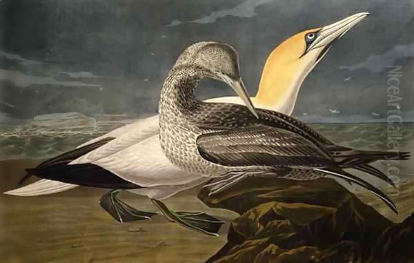 Gannets, from 'Birds of America' - view 1