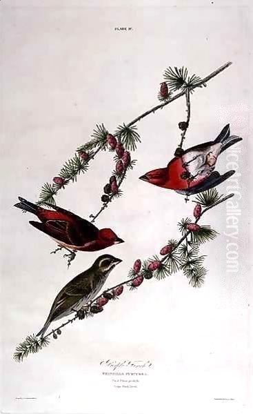 Purple Finch, from 'Birds of America' - view 1