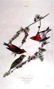 Purple Finch, from 'Birds of America' by John James Audubon