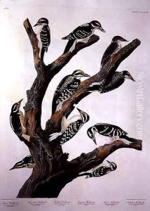 Woodpeckers, from 'Birds of America' by John James Audubon