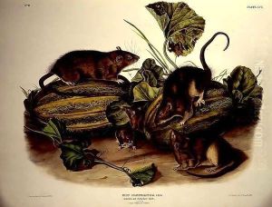Brown, or Norway Rat by John James Audubon