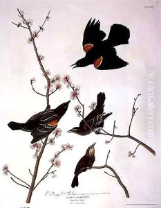 Red-winged Starling, from 'Birds of America' by John James Audubon